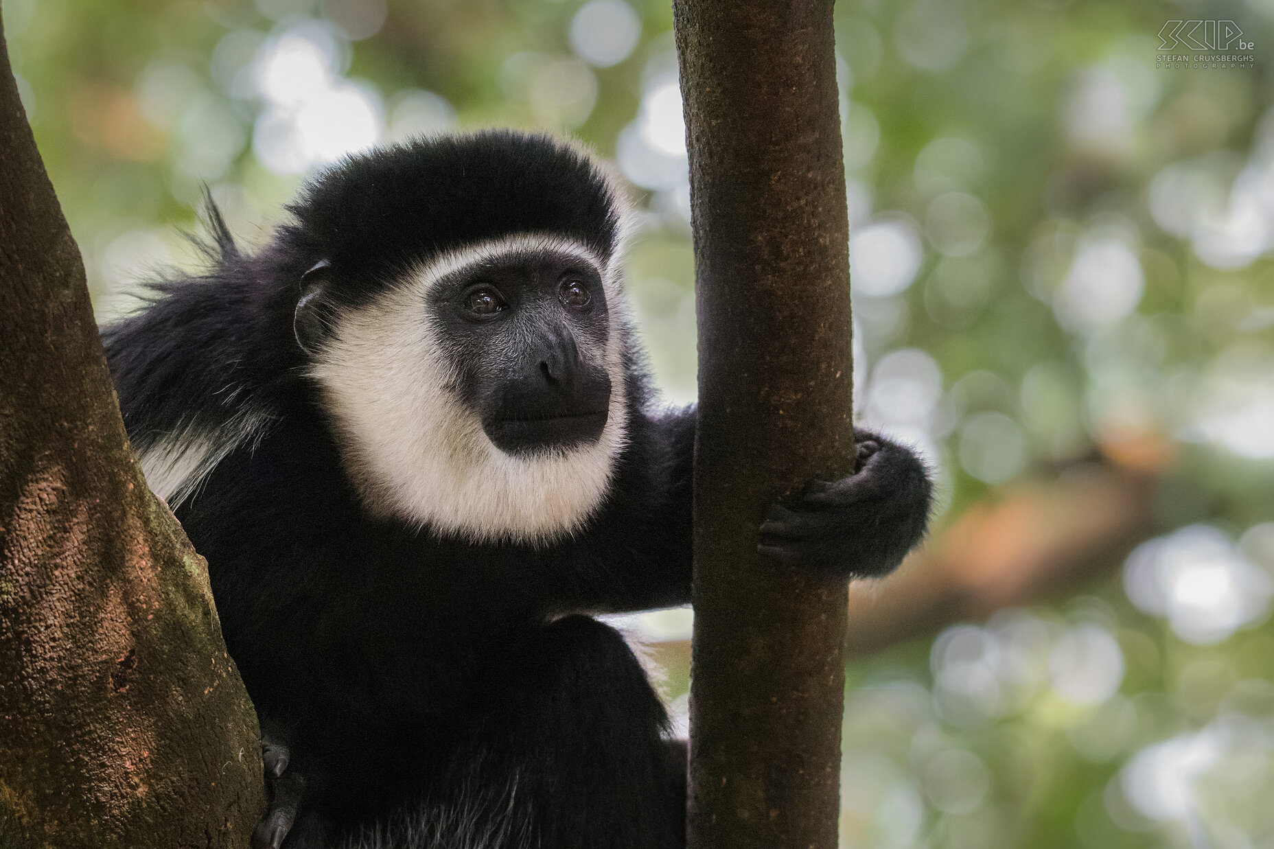 Lake Awassa - Black-and-white colobus close-up Close-up of a Black-and-white colobus monkey (Mantled guereza, Colobus guereza) Stefan Cruysberghs